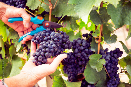 Winemaker Harvesting Grapes