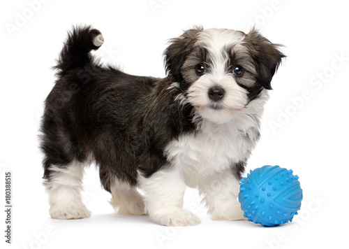Fototapeta Naklejka Na Ścianę i Meble -  Cute silver sable havanese puppy dog standing with a blue toy ball