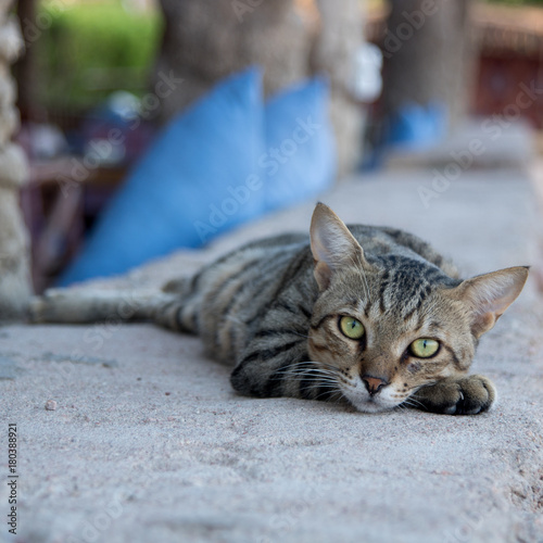 Egyptian cat © hazem