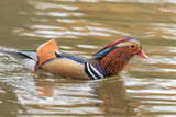 Mandarinente auf dem wasser