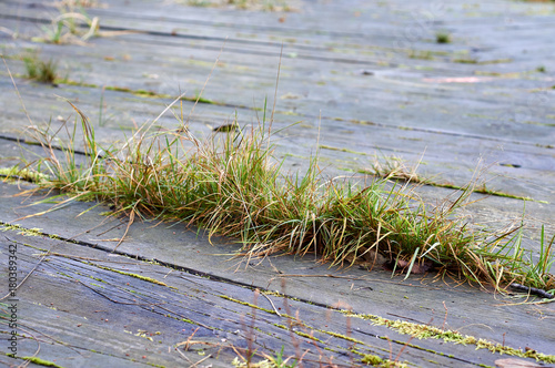 Grass between boards