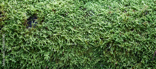 Green moss texture