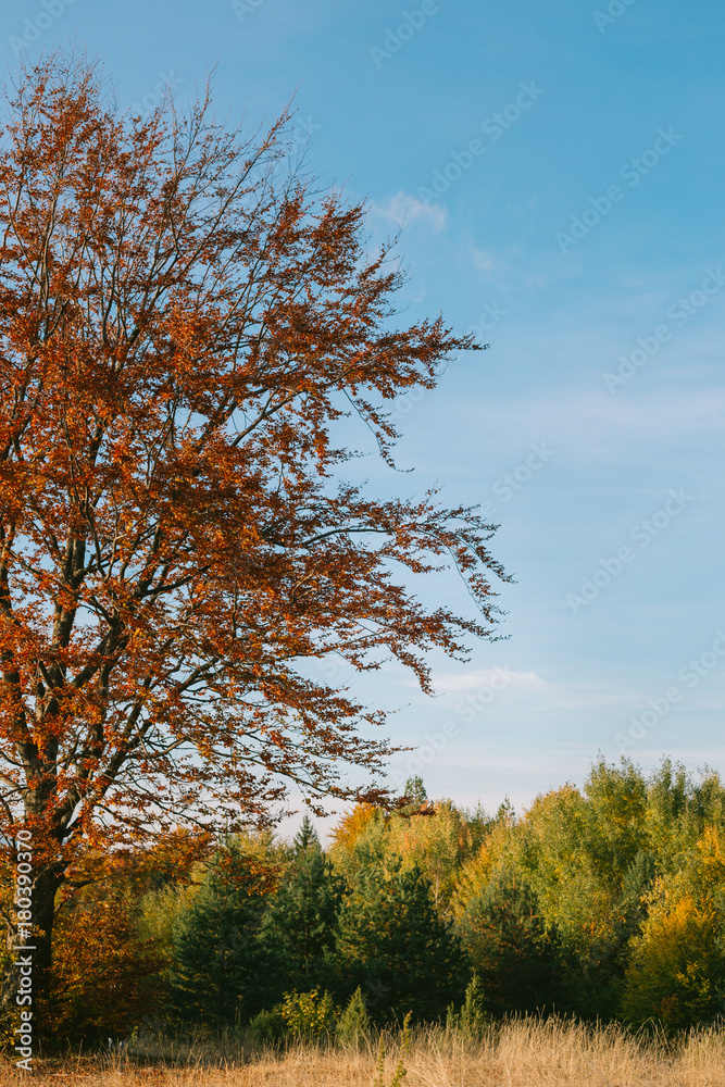 Naklejka premium autumn tree