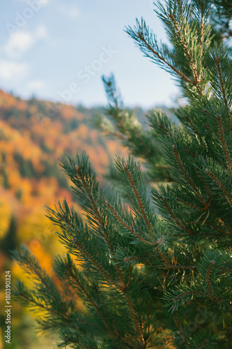 pine tree close up