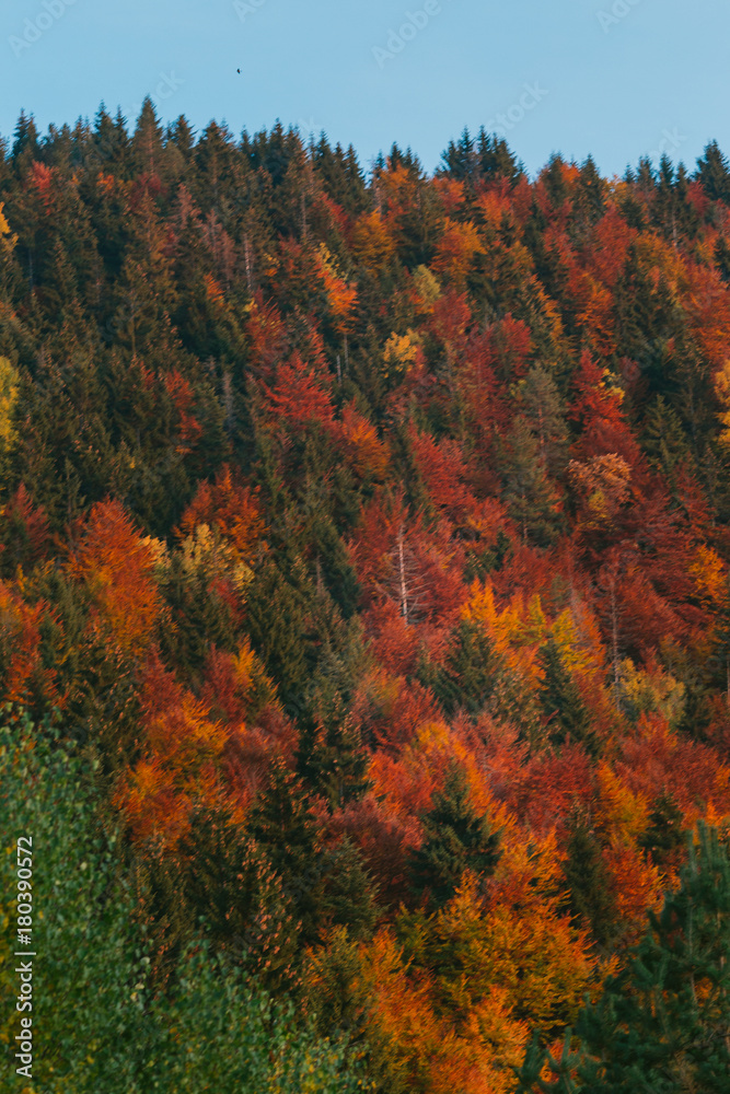 autumn color palette forest 