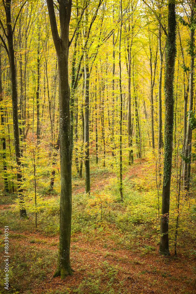 Fototapeta premium Beech forest in autumn