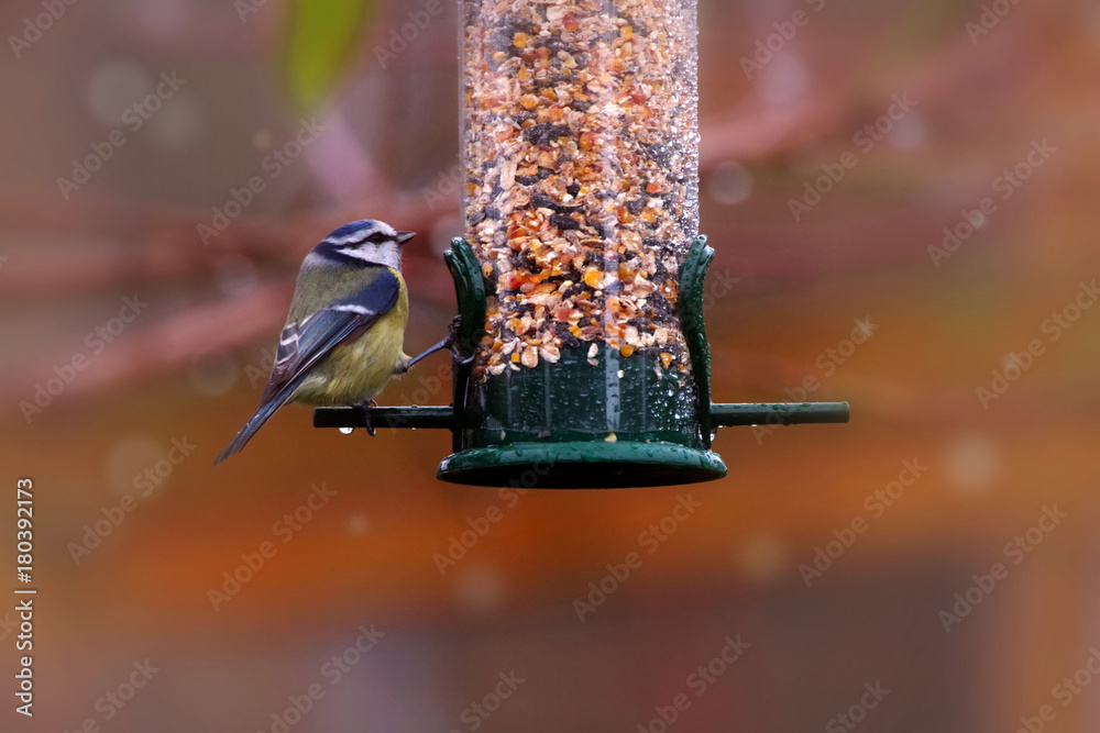 Fototapeta premium vogelfütterung im garten