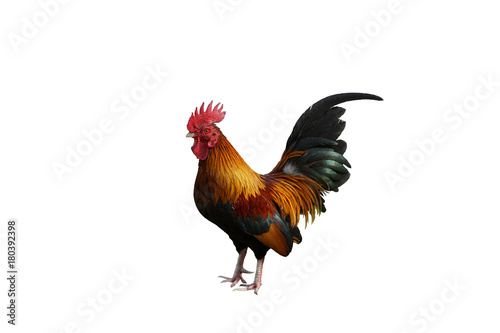  Thai Rooster / Chciken / White Background /  isolated with Clipping path