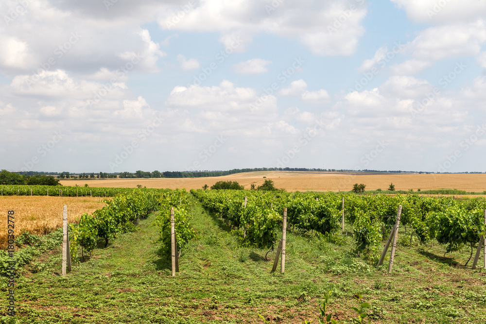 Green Vineyard and blue sky in Ukraine. the vineyards are small grapes in the field with blue sky, white clouds. Selective Focus