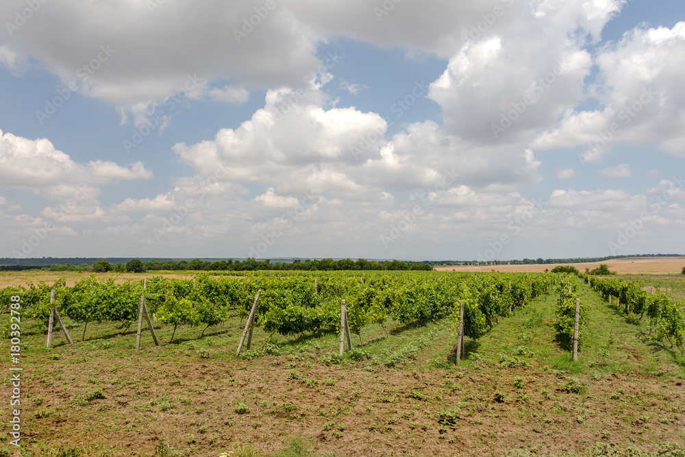 Green Vineyard and blue sky in Ukraine. the vineyards are small grapes in the field with blue sky, white clouds. Selective Focus