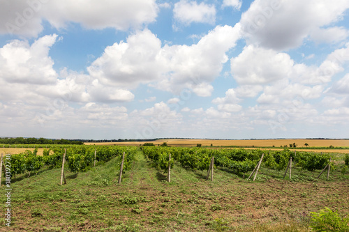 Green Vineyard and blue sky in Ukraine. the vineyards are small grapes in the field with blue sky  white clouds. Selective Focus