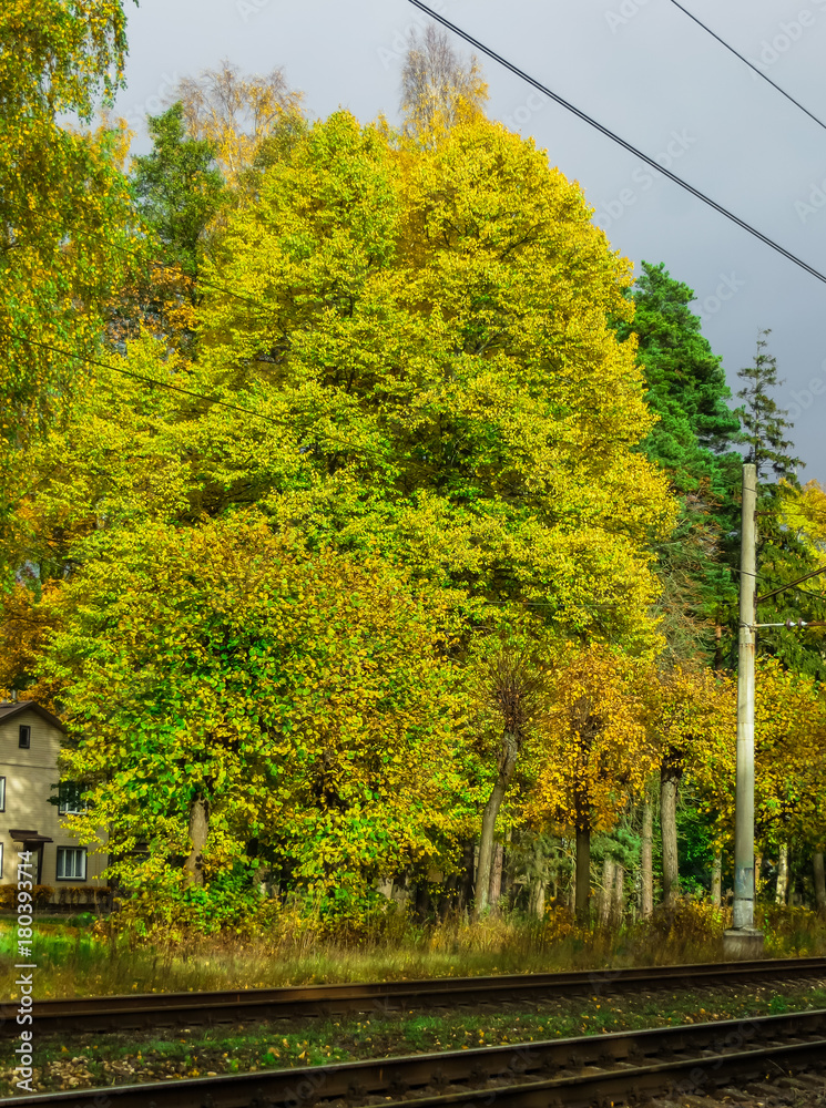 Obraz premium Beautiful, yellowed trees near the railway,in Latvia.