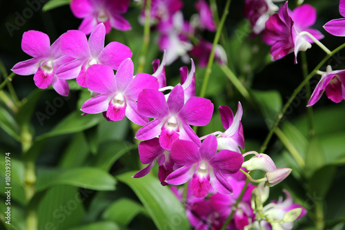 Orchideen-Hybride Dendrobium Matti © etfoto
