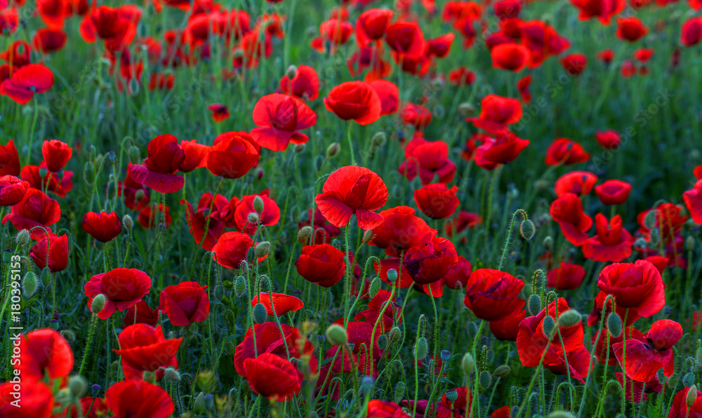 Flowers Red poppies blossom on wild field. Beautiful field red poppies with selective focus. Red poppies in soft light. Opium poppy. Natural drugs. Glade of red poppies. Lonely poppy. Soft focus blur Flowers Red poppies blossom on wild field. Beautiful field red poppies with selective focus. Red poppies in soft light. Opium poppy. Natural drugs. Glade of red poppies. Lonely poppy. Soft focus blur