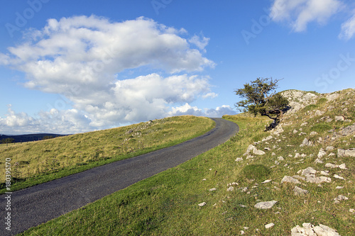 Hawthorne tree on a Welsh Hillside with rugged landscape and blue skies with white clouds alongside a country lane