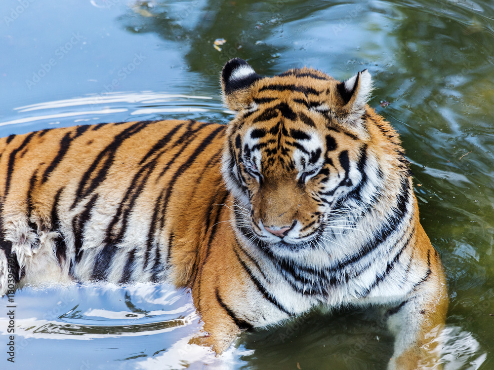 Ussuri Bengal tiger in a cage zoo created natural habitat. Wild predatory mammals in the summer park. Large predatory cats. Motion blur. Selective focus Ussuri Bengal tiger in a cage zoo created natural habitat. Wild predatory mammals in the summer park. Large predatory cats. Motion blur. Selective focus