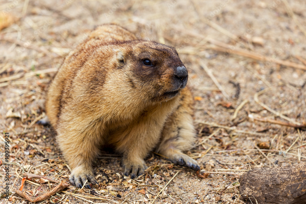 Alpine marmot (Marmota Marmota) in the aviary zoo. The protagonist of the beautiful tradition - Groundhog predicts the weather in Groundhog Day. Alpine marmot (Marmota Marmota) in the aviary zoo. The protagonist of the beautiful tradition - Groundhog predicts the weather in Groundhog Day.
