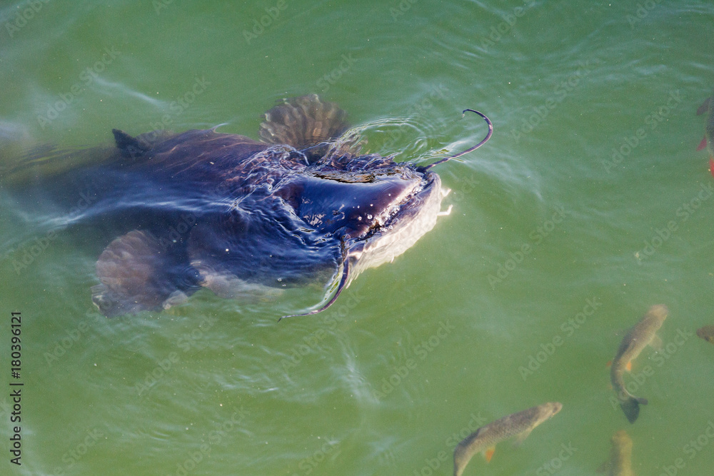 huge River catfish and fish Yaz in cooling cooling pond of Chernobyl
