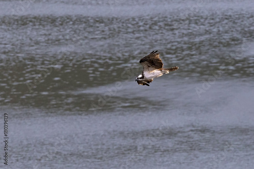 Bird osprey flying at California reservoir