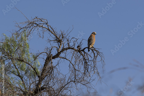 Bird hawk at tree limb perch