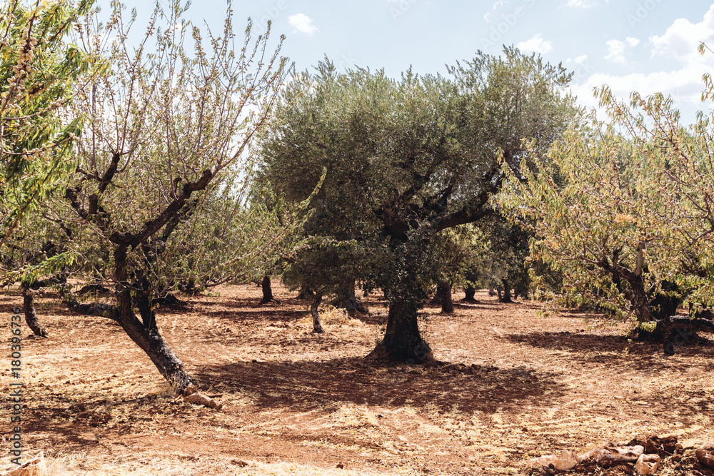 Olive trees field in Puglia