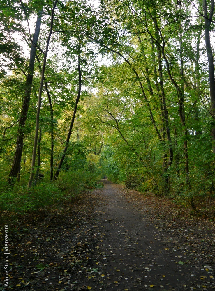 Naklejka premium Waldweg im Herbst