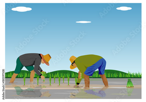 farmer transplant rice seeding vector design