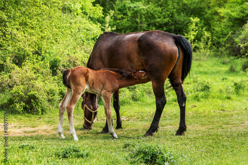 Domestic horse grazing in a mountain valley in the pasture on a background of Crimean mountains. Foal with his mother in the pasture fed with milk. Kumiss. © Aleksandr Lesik