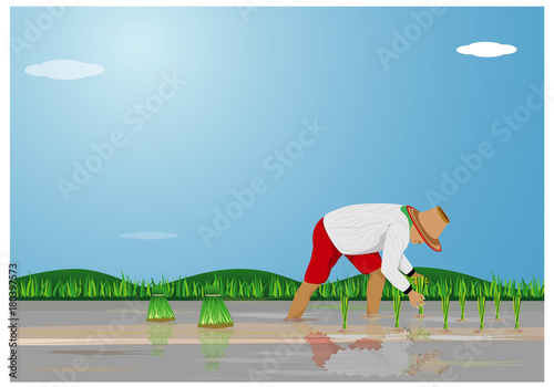 farmer transplant rice seeding vector design