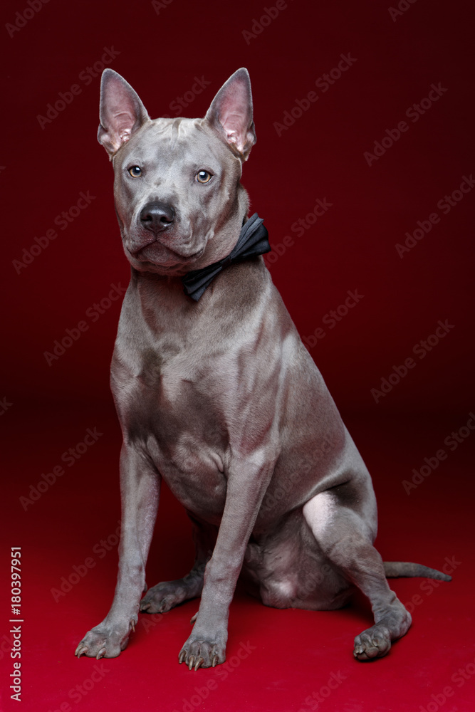 beautiful thai ridgeback dog with bow tie beautiful thai ridgeback dog with bow tie