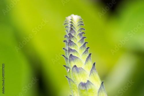 texture of tropical plants, macrophotography
