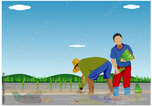 farmer transplant rice seeding vector design