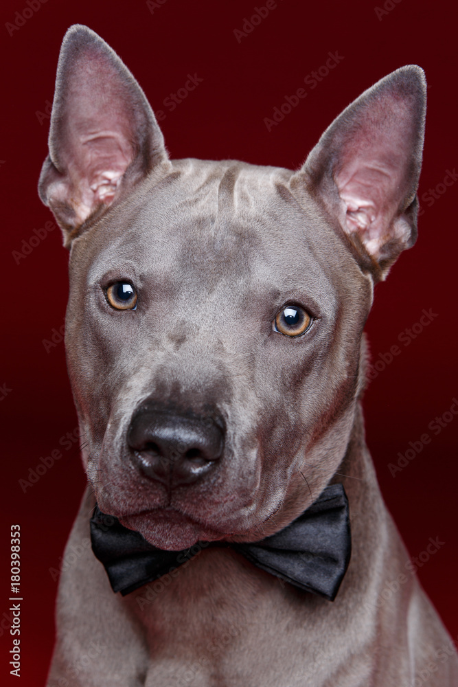 beautiful thai ridgeback dog with bow tie