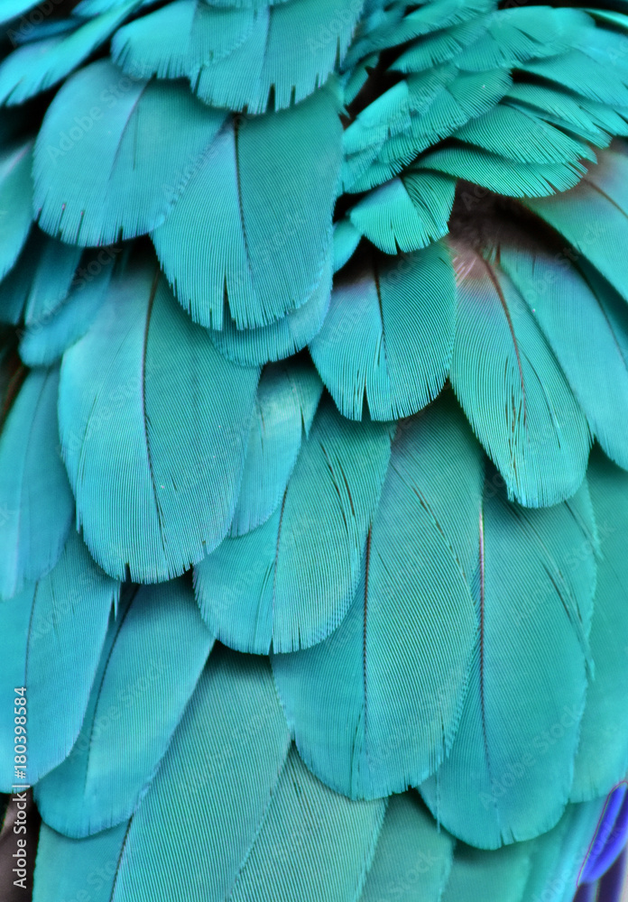 Naklejka premium Pióra ara w kolorze turkusowym