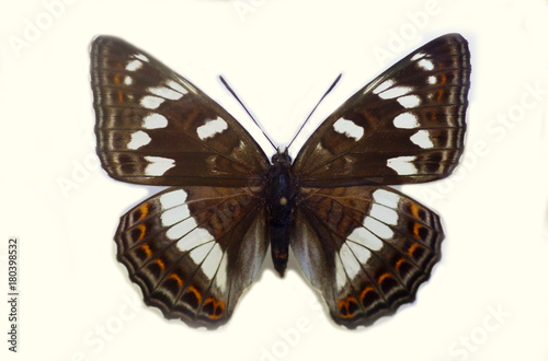 The Poplar Admiral (Limenitis populi) isolated © feathercollector