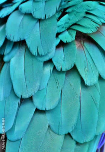 The teal blue colored feathers of a macaw