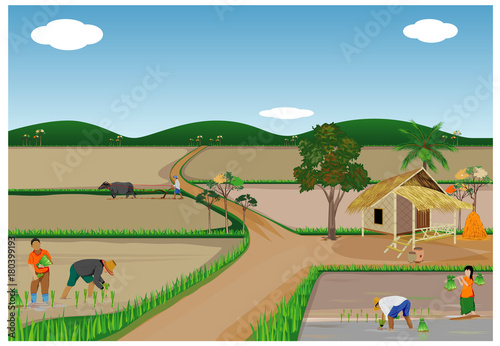 farmer transplant rice seeding in paddy field vector design