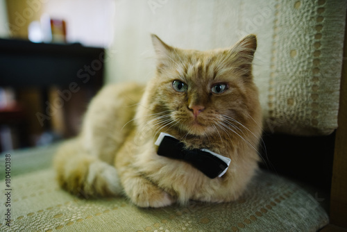 Fototapeta Naklejka Na Ścianę i Meble -  cat with bowtie, wedding day
