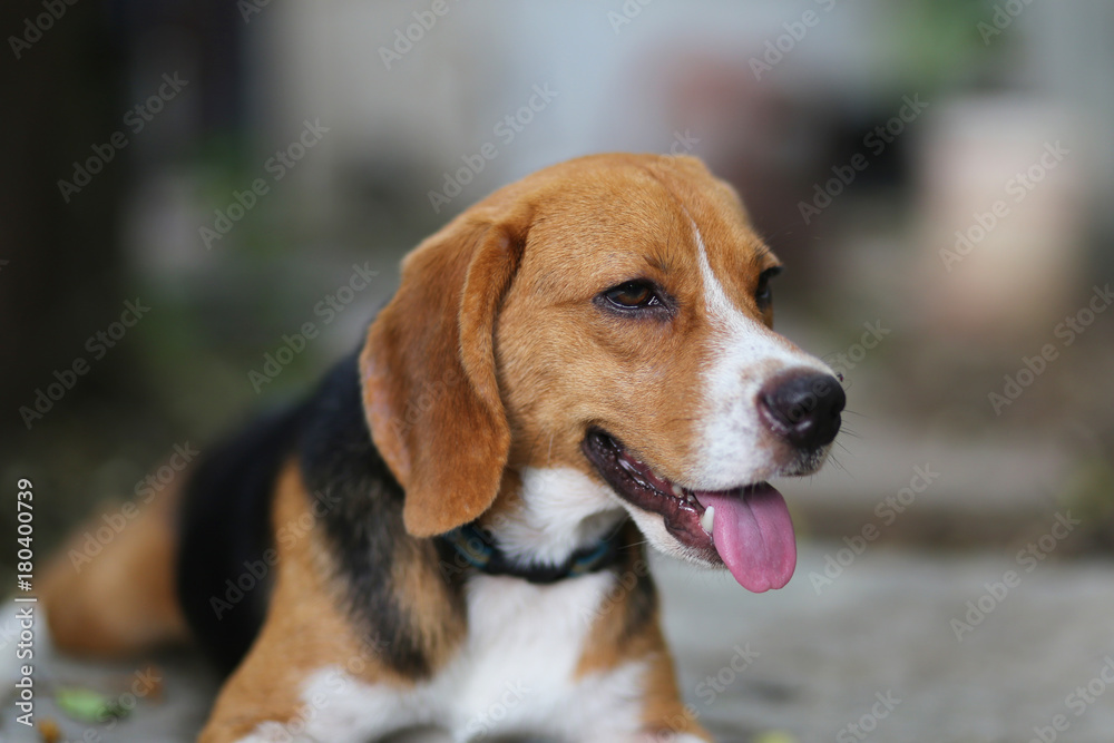 Portrait of a beagle dog outdoor.