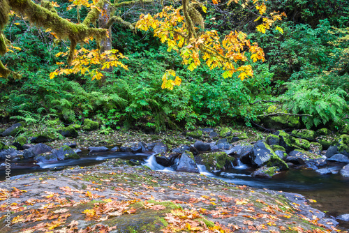 Fototapeta Naklejka Na Ścianę i Meble -  Water Flowing over Rocks in Sweet Creek Framed by Autumn Foliage of Big Leaf Maple, Ferns, Moss, and Lush Vegetation