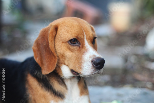 Portrait of a cute beagle dog outdoor.
