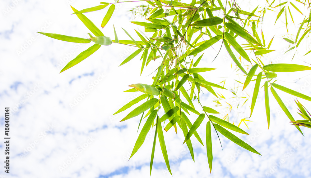 close up bamboo leaves on sky background close up bamboo leaves on sky background