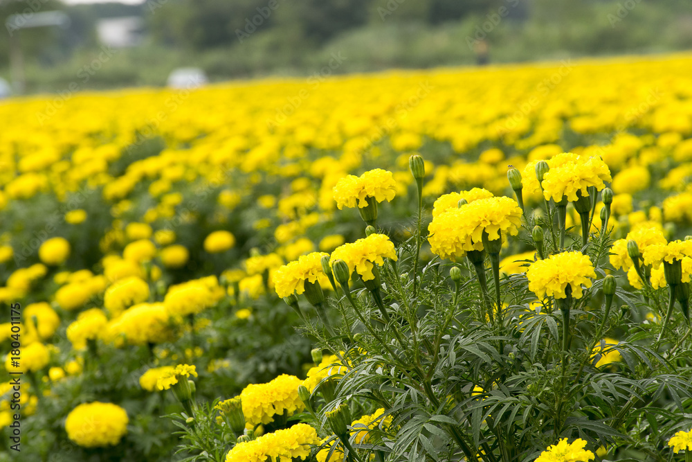 Marigold Flower Farm