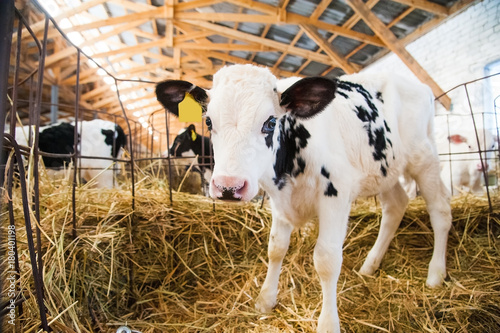 Fotobehang Calf in the cowshed