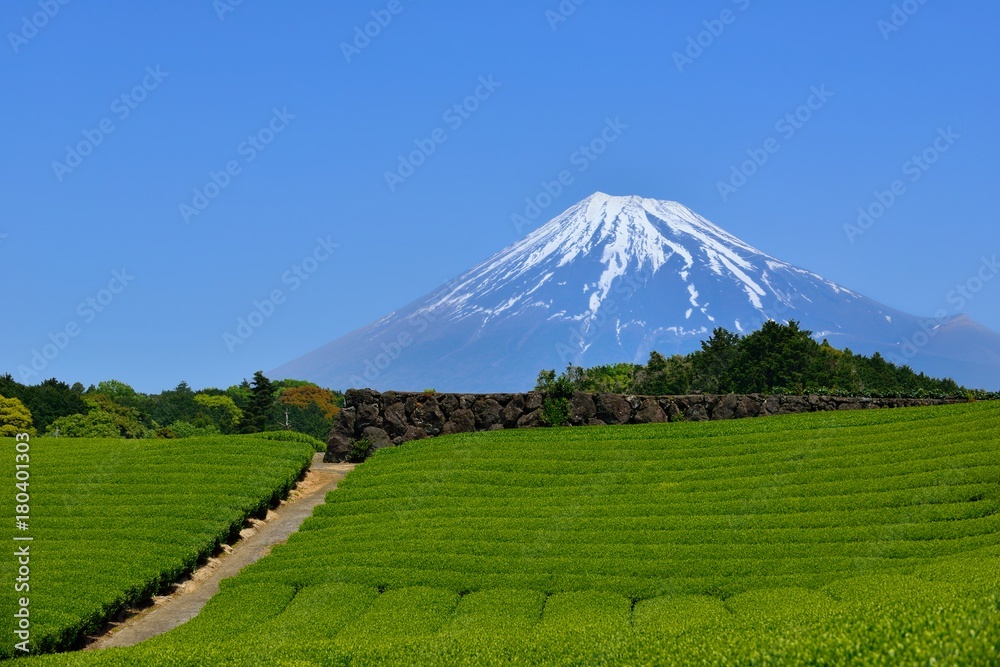 富士山と新緑の茶畑 富士山と新緑の茶畑
