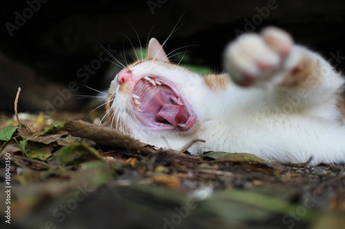 Fototapeta Naklejka Na Ścianę i Meble -  A cute brown cat yawning.