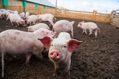 Domestic pigs on a farm © SGr