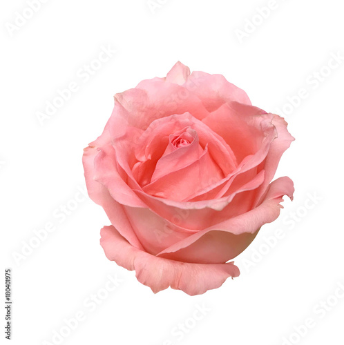 Pink rose isolated white background 