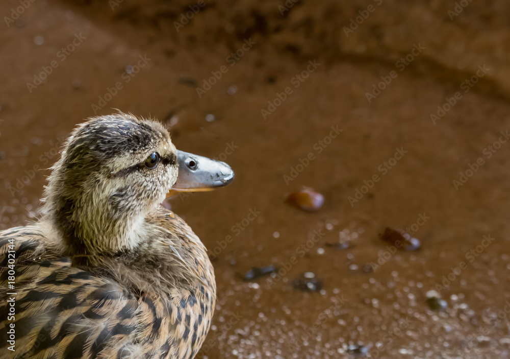 smiling duckling