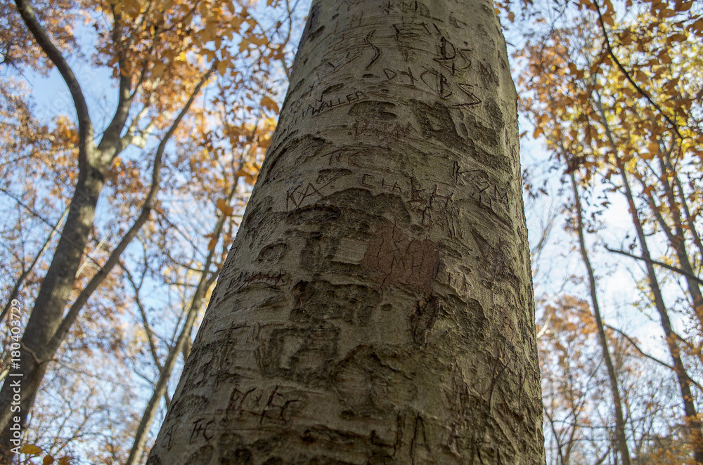 Fototapeta premium Lovers Tree
